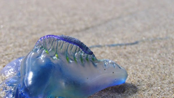 Ужас! ОТРОВЕН ВИД медузи НАПАДНАХА плажовете край ВАРНА! Пазете се !